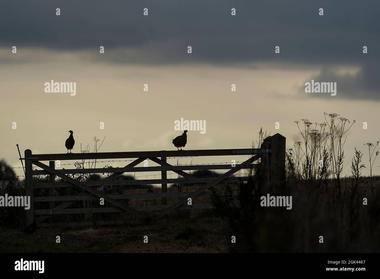 Silhouette di due fagiani su un cancello contadino di sera con uno sfondo cielo Foto Stock