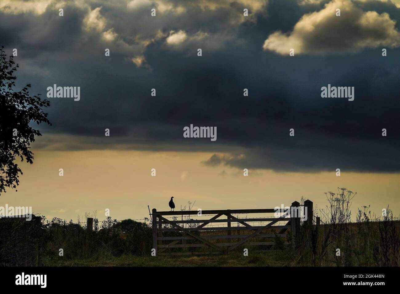 Silhouette di un fagiano su un cancello di campagna in serata con uno sfondo di cielo moody e nuvoloso. Foto Stock