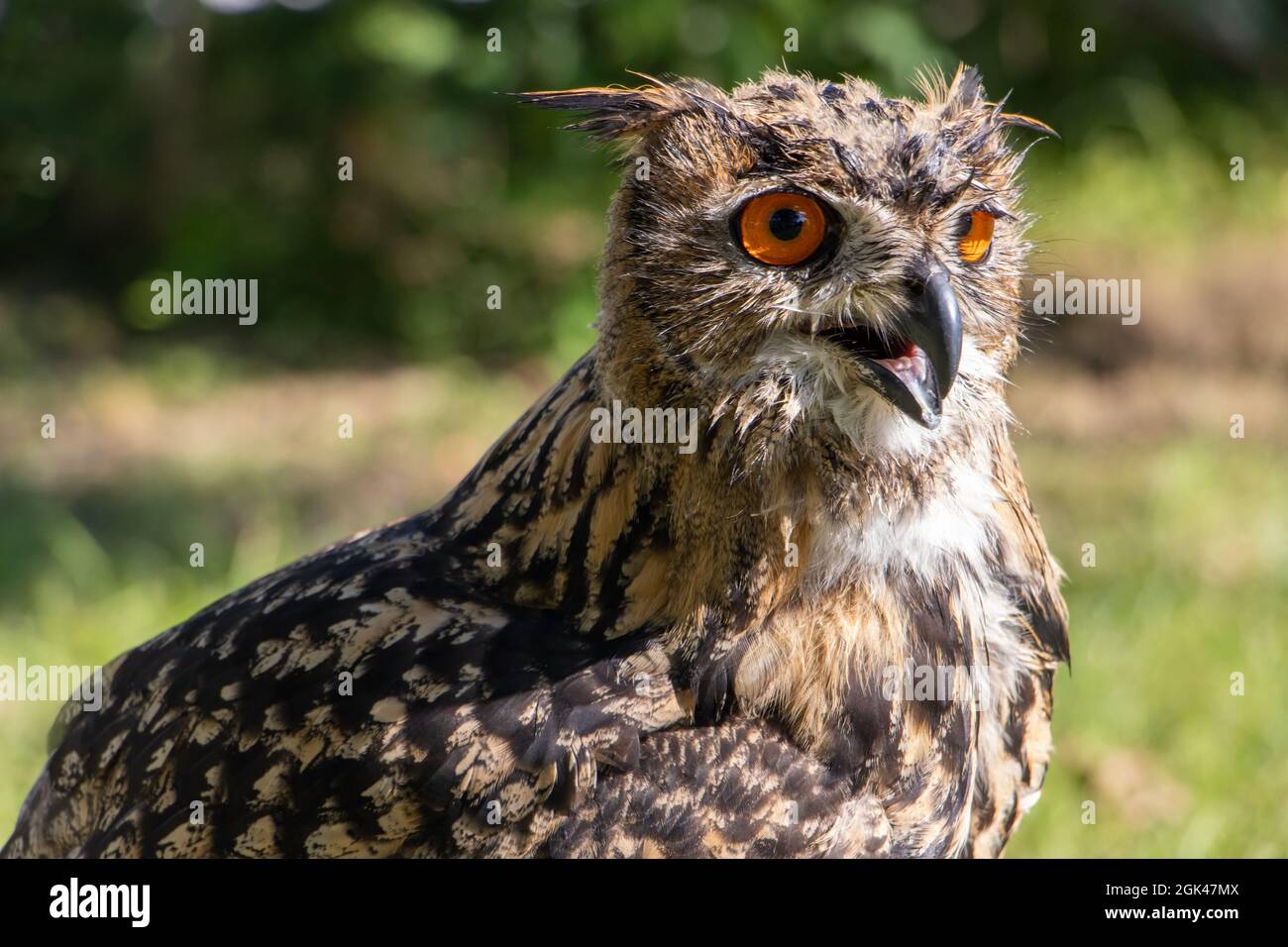 Il ritratto dell'aquila-gufo (bubo bubo) nella natura estiva. Foto Stock