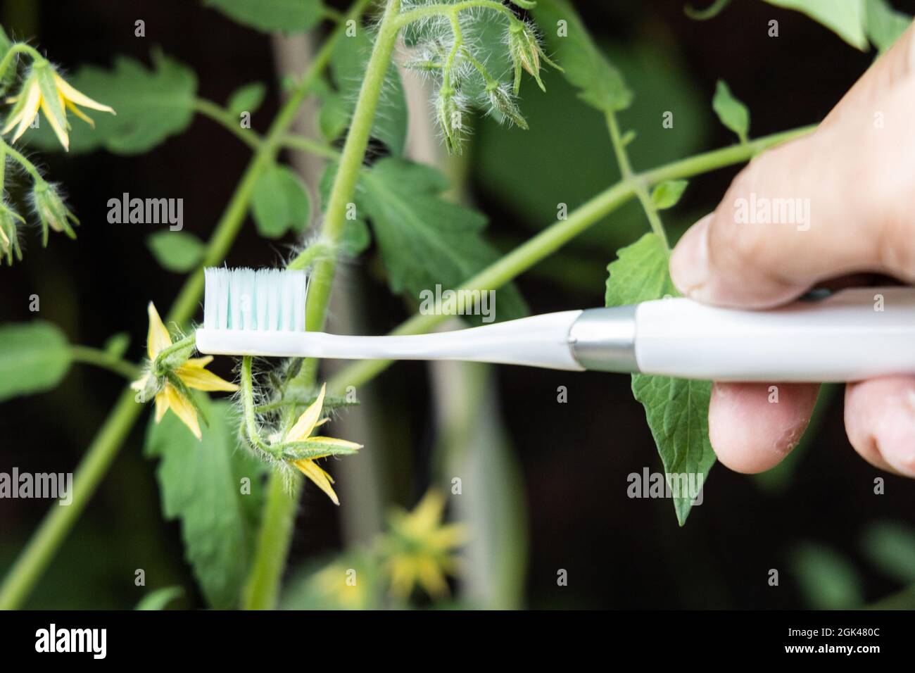 Tenendo a mano lo spazzolino elettrico vibrante tentare di impollinare manualmente il fiore della pianta di pomodoro Foto Stock