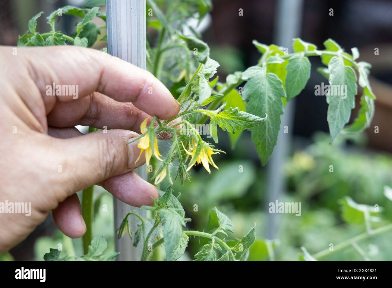Picchiettare con un dito i fiori dell'albero di pomodoro per tentare l'impollinazione manuale Foto Stock