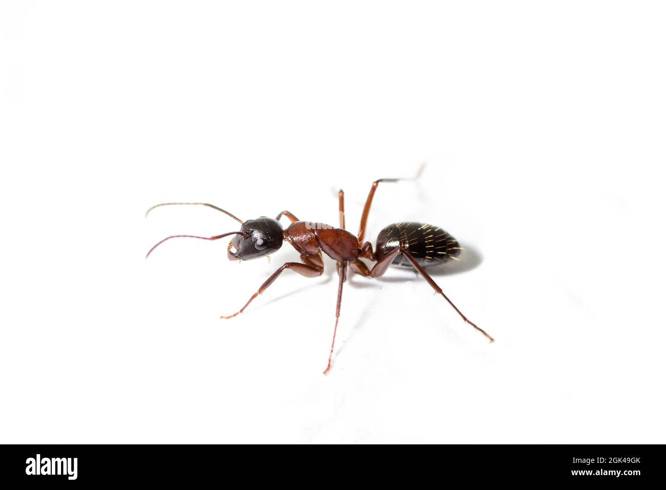 Camponotus ligniperda camminando su sfondo bianco Foto Stock