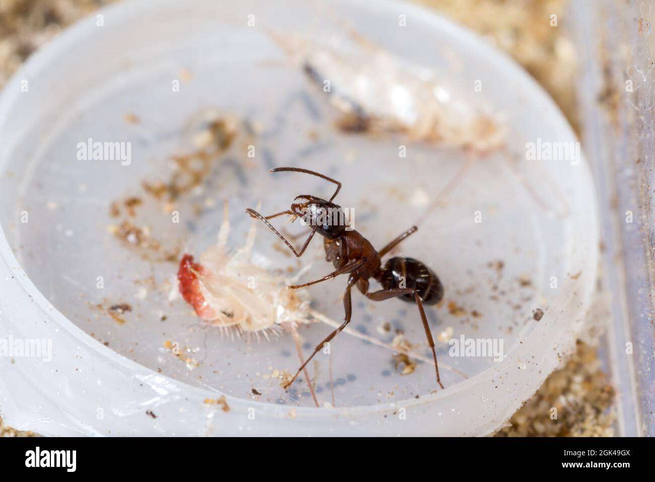 Il lavoratore di Camponotus ligniperda pulisce le zampe mentre mangia un pesce argentato Foto Stock