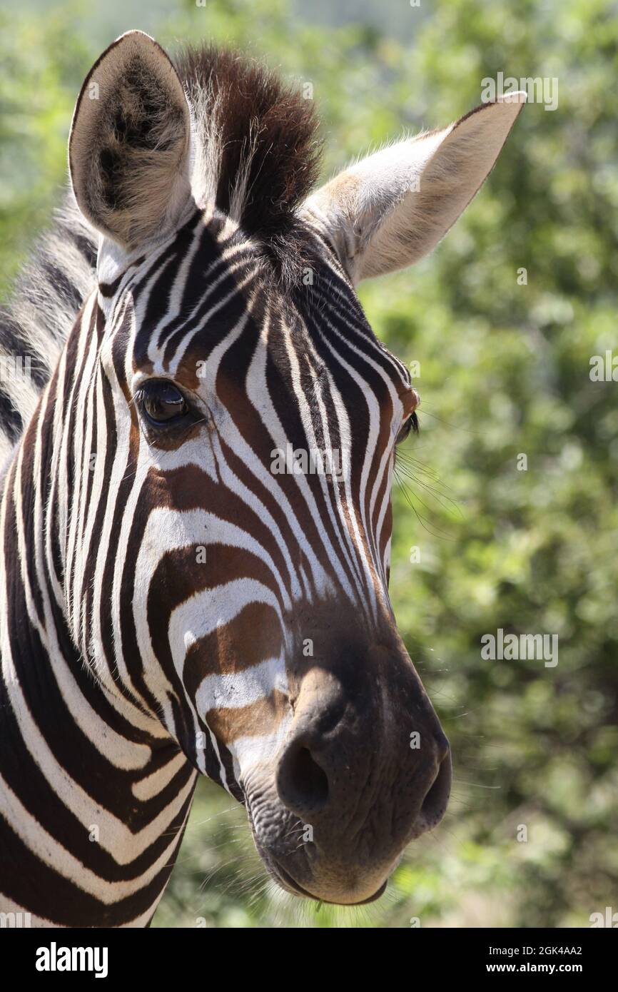 Vista ravvicinata della testa di uno Zebra di Chapman (Equus quagga ssp Chapmani), Sudafrica Foto Stock