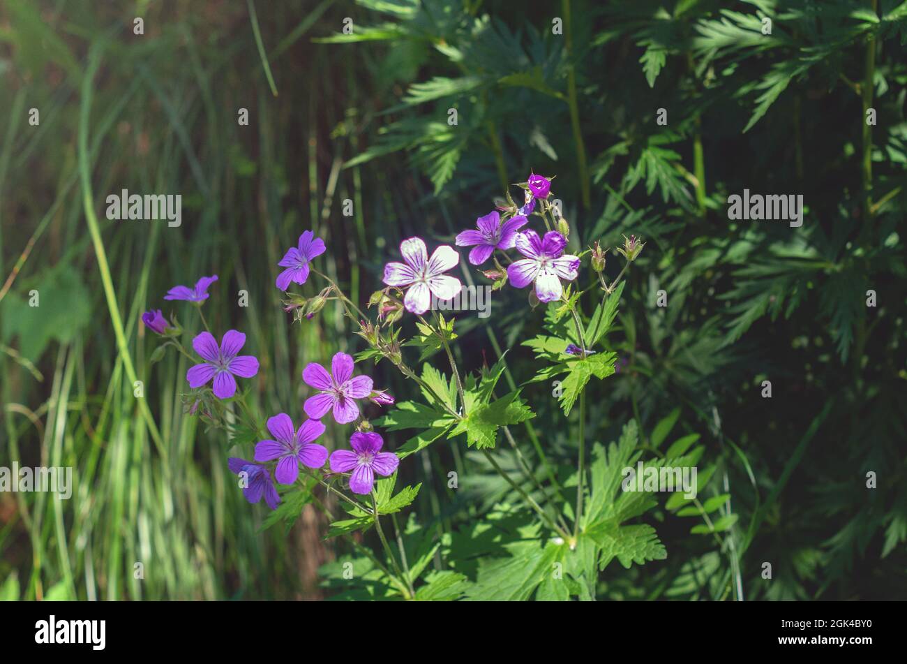 Geranio silvatico, geranio boscoso. Fiori di geranio viola foresta su sfondo verde primo piano all'aperto in primavera. Backgrou fiori viola selvaggi Foto Stock