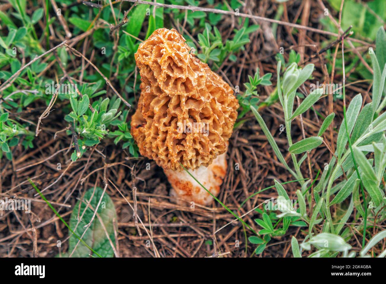 Comune fungo morel- Morchella esculenta - fungo commestibile che cresce sul prato Foto Stock