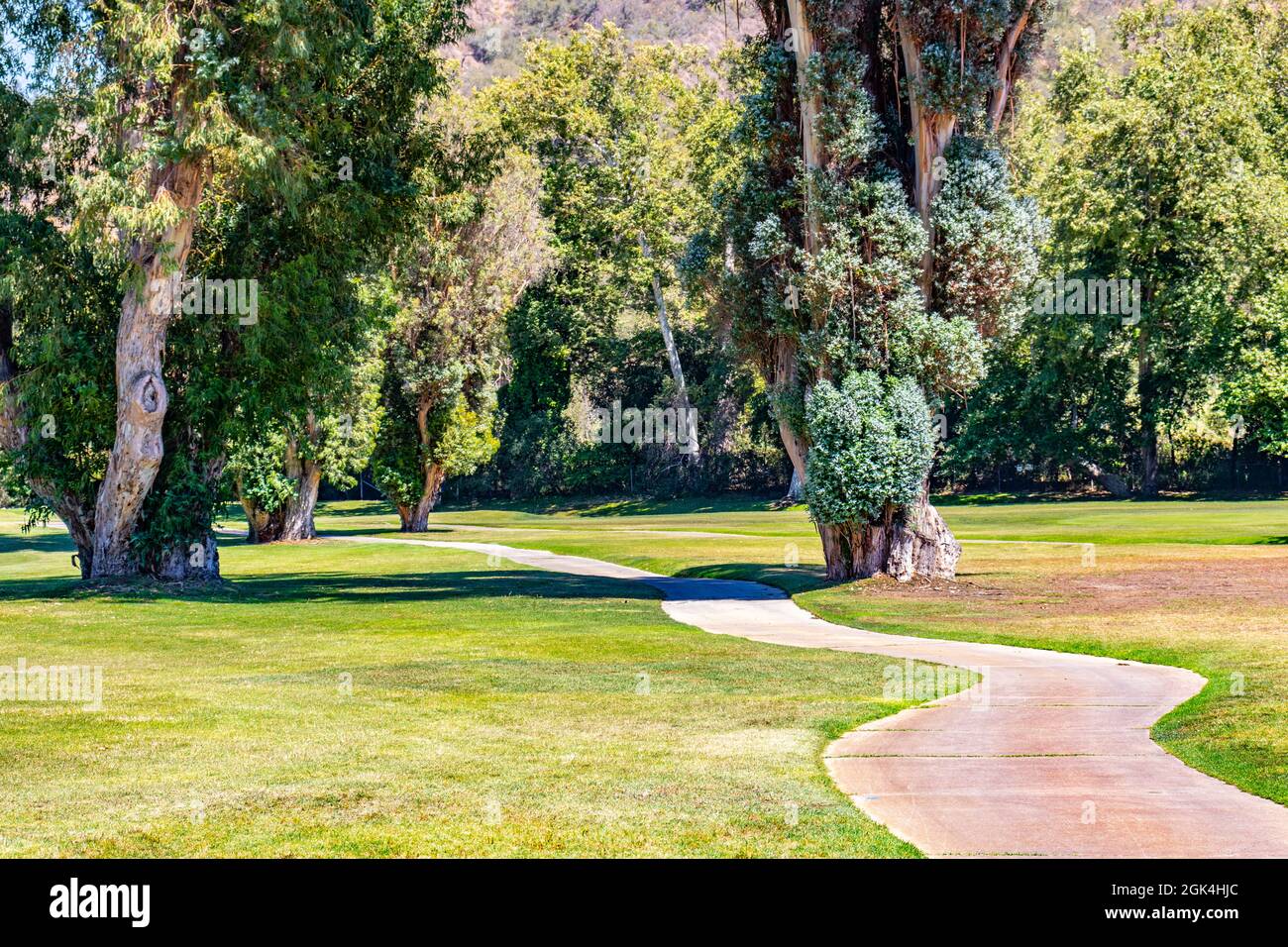 Golf cart percorso che si snoda attraverso gli alberi su un campo da golf Foto Stock