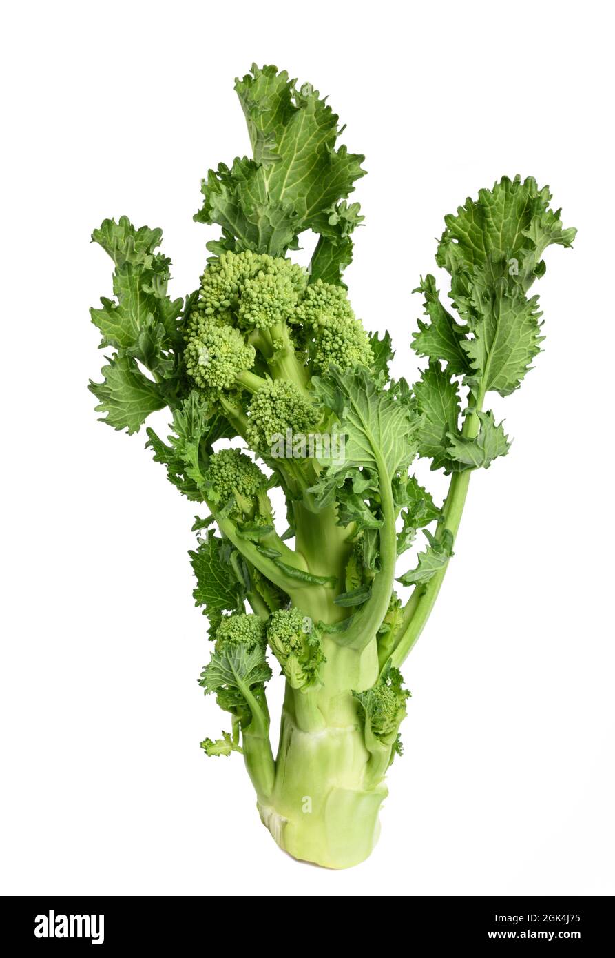 Rabini freschi o broccoli isolati su sfondo bianco Foto Stock