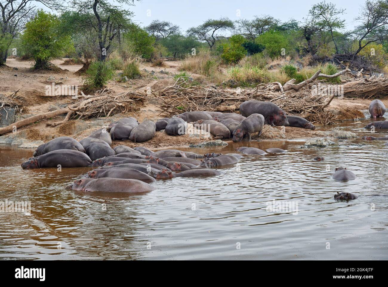 Ippopotamo o Ippopotamo (Ippopotamo anfibio) all'Hippo Pool nel Parco Nazionale di Serengeti, sito patrimonio mondiale dell'UNESCO, Tanzania, Africa Foto Stock