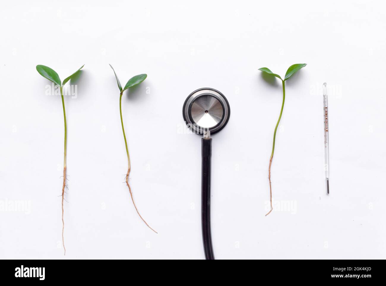 Termometro in vetro, stetoscopio e tre germogli vegetali. Concetto di controllo della salute e trattamento delle malattie delle piante. Foto Stock