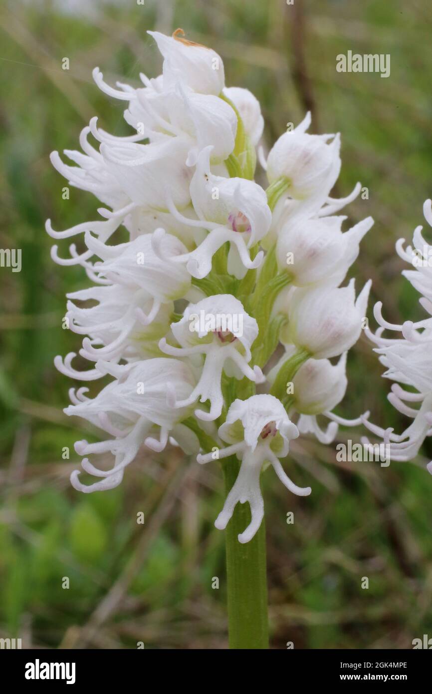Orchis simia, orchidea scimmia, orchidee. Pianta selvaggia sparata in  primavera Foto stock - Alamy