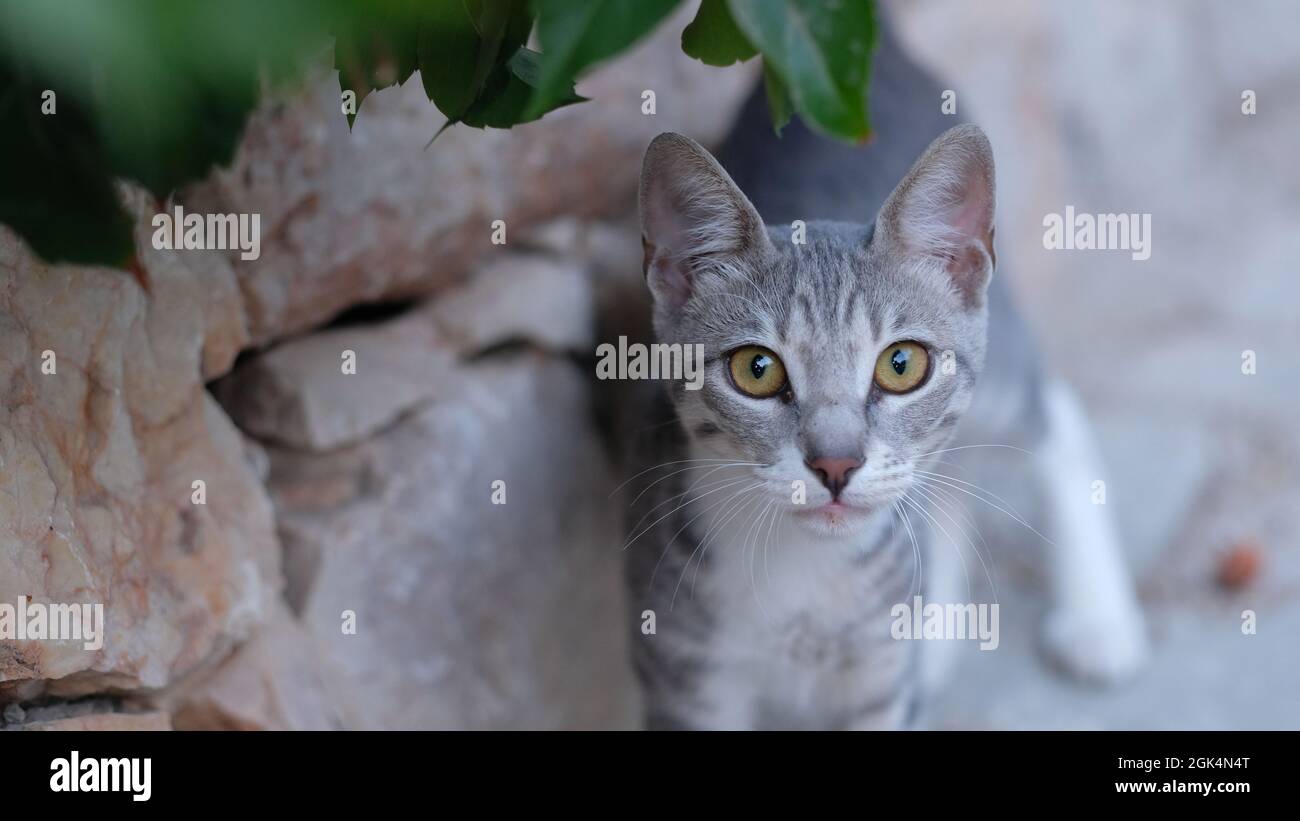 gatto grigio con occhi gialli Foto Stock