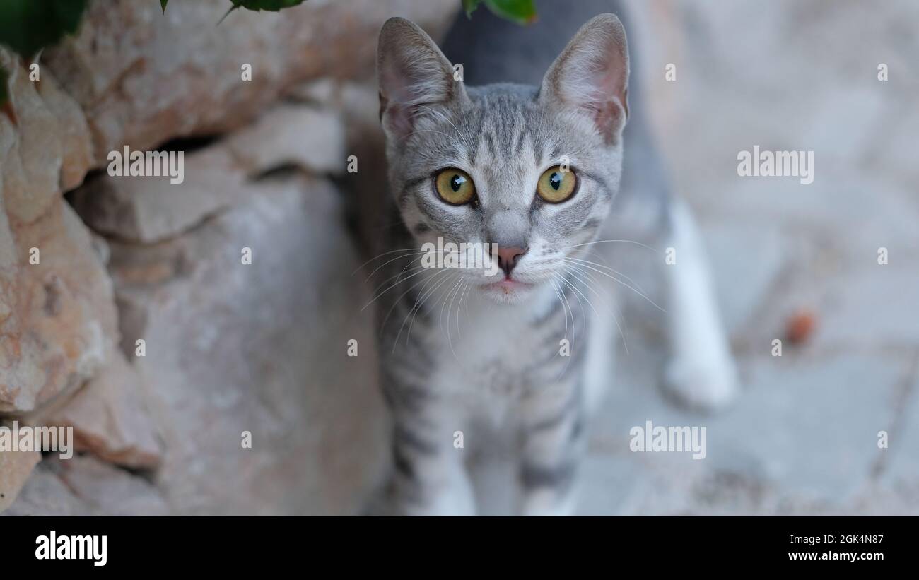 gatto grigio con occhi gialli Foto Stock