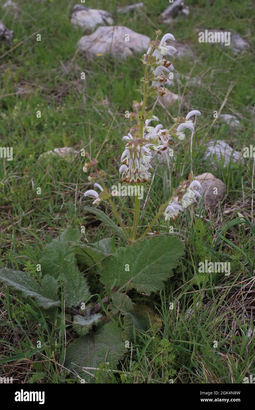 Salvia argentea, Salvia argentea, Lamiaceae. Pianta selvaggia sparata in primavera. Foto Stock