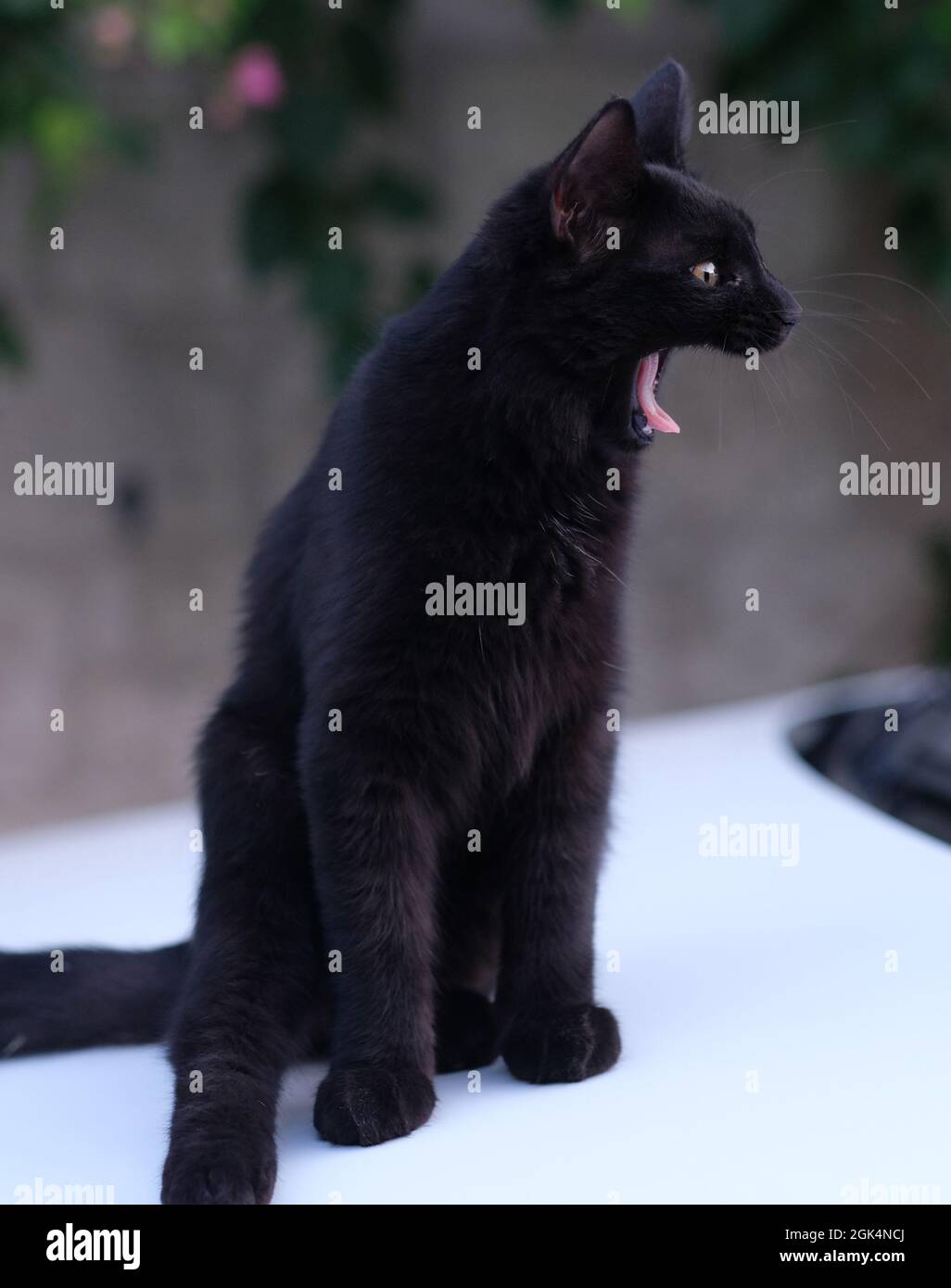 giallo gatto nero con la bocca aperta Foto Stock