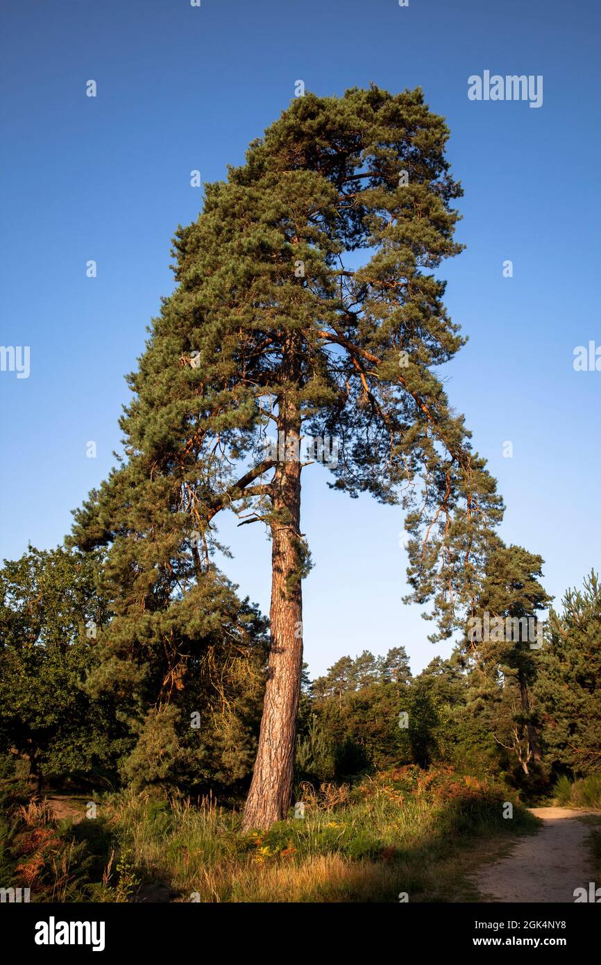 Pinete nella brughiera di Wahner sulla collina di Fliegenberg, Troisdorf, Renania settentrionale-Vestfalia, Germania. Foto Stock