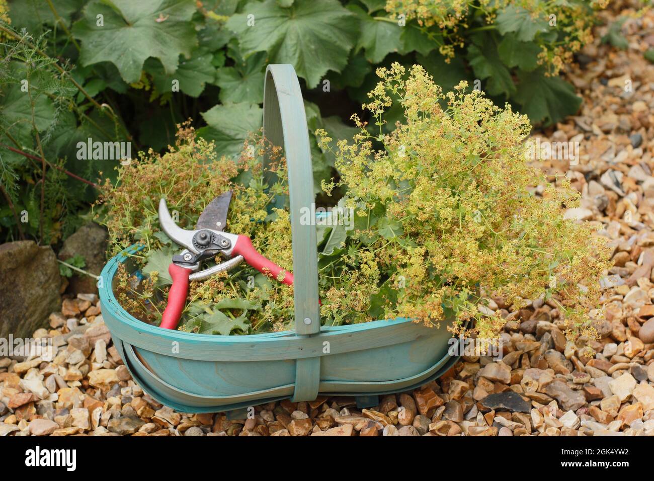 Allchemilla mollis in un bordo giardino. Taglio indietro sbiadito fiori di Alchemilla mollis per ridurre al minimo la diffusione della pianta da auto semina. Foto Stock