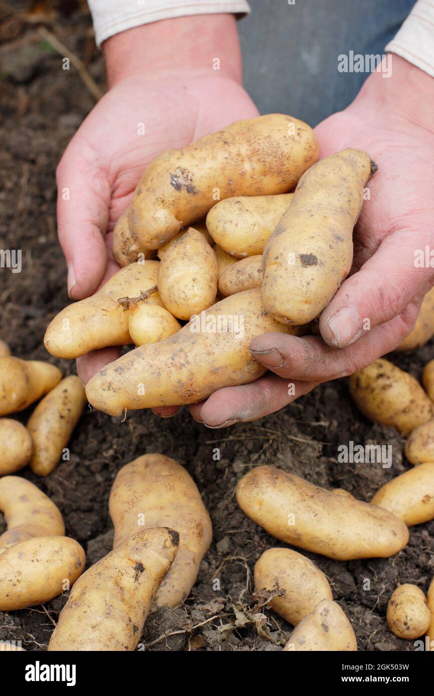 Patate da coltivazione di recente 'Ratte' tenute nelle mani di un coltivatore in un plot di verdure alla fine dell'estate. REGNO UNITO Foto Stock