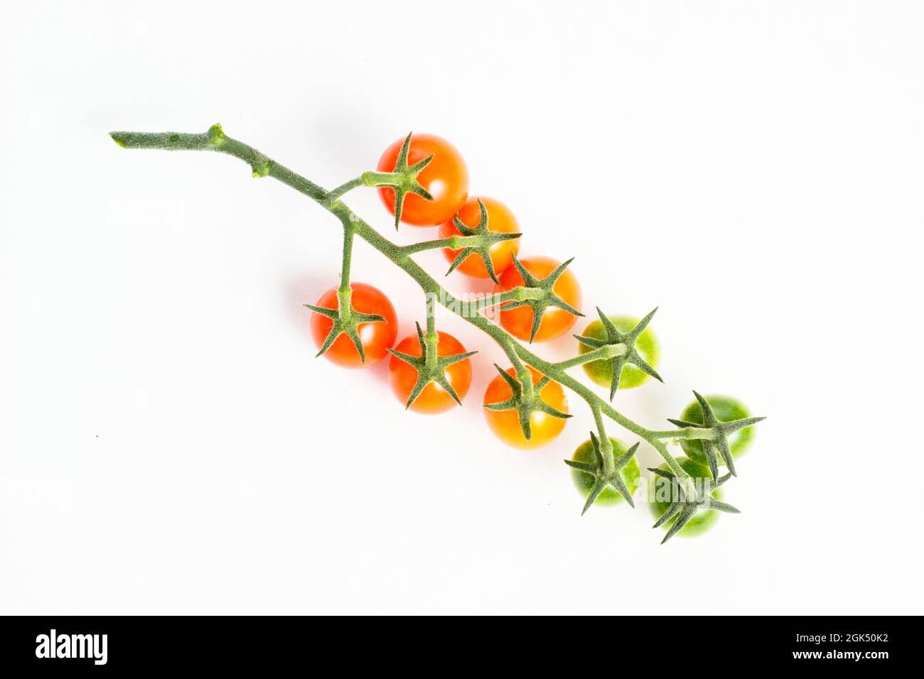 Pomodori di ciliegia di Sungold sulla vite isolato su uno sfondo bianco che mostra gradi di maturazione. Foto Stock