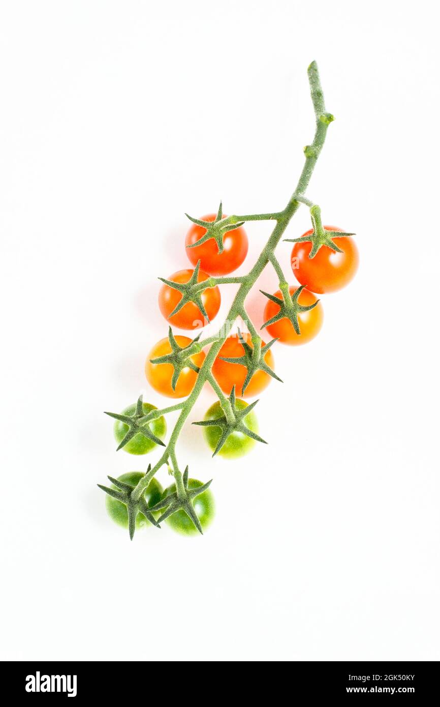 Pomodori di ciliegia di Sungold sulla vite isolato su uno sfondo bianco che mostra gradi di maturazione. Foto Stock