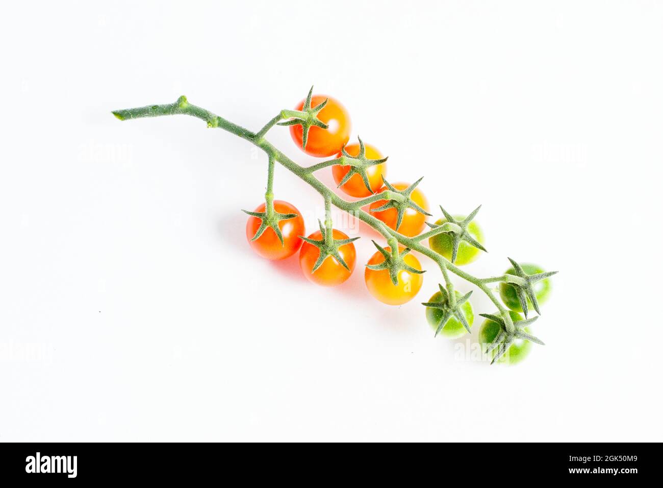 Pomodori di ciliegia di Sungold sulla vite isolato su uno sfondo bianco che mostra gradi di maturazione. Foto Stock