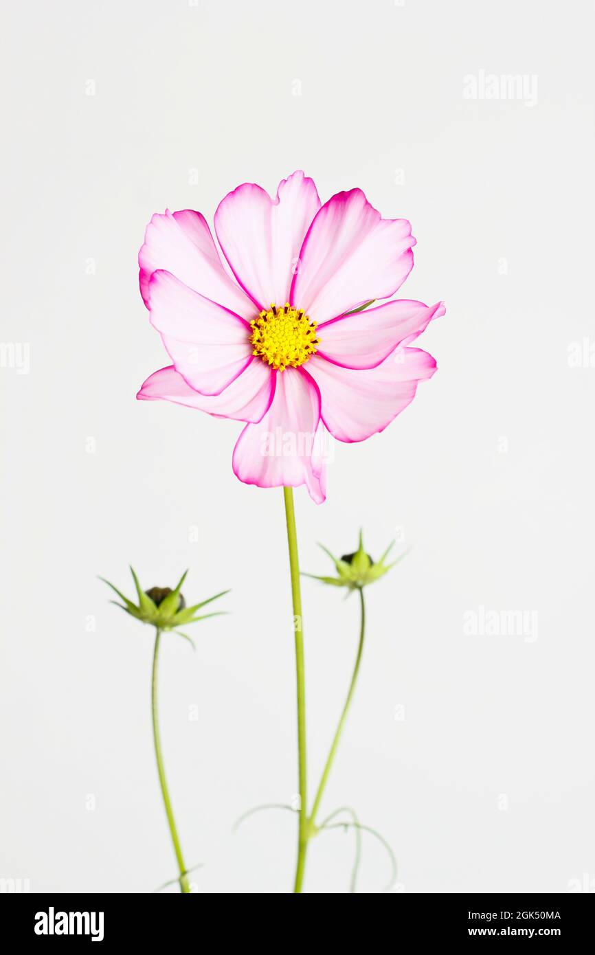 COSMOS Bipinnatus 'Candy Stripe' fiore isolato su uno sfondo bianco. REGNO UNITO Foto Stock