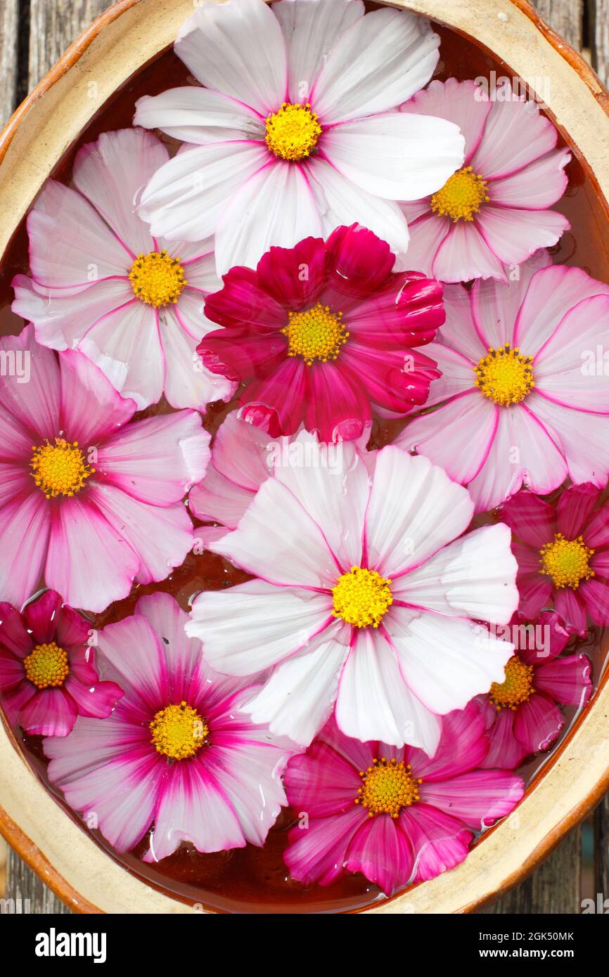 COSMOS 'Candy Stripe' fiori galleggianti in una ciotola d'acqua. REGNO UNITO Foto Stock