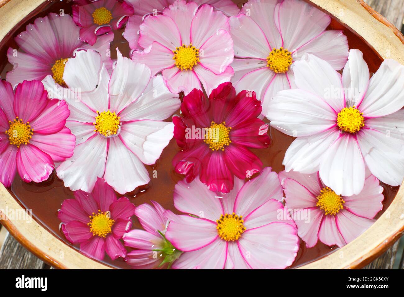 COSMOS 'Candy Stripe' fiori galleggianti in una ciotola d'acqua. REGNO UNITO Foto Stock