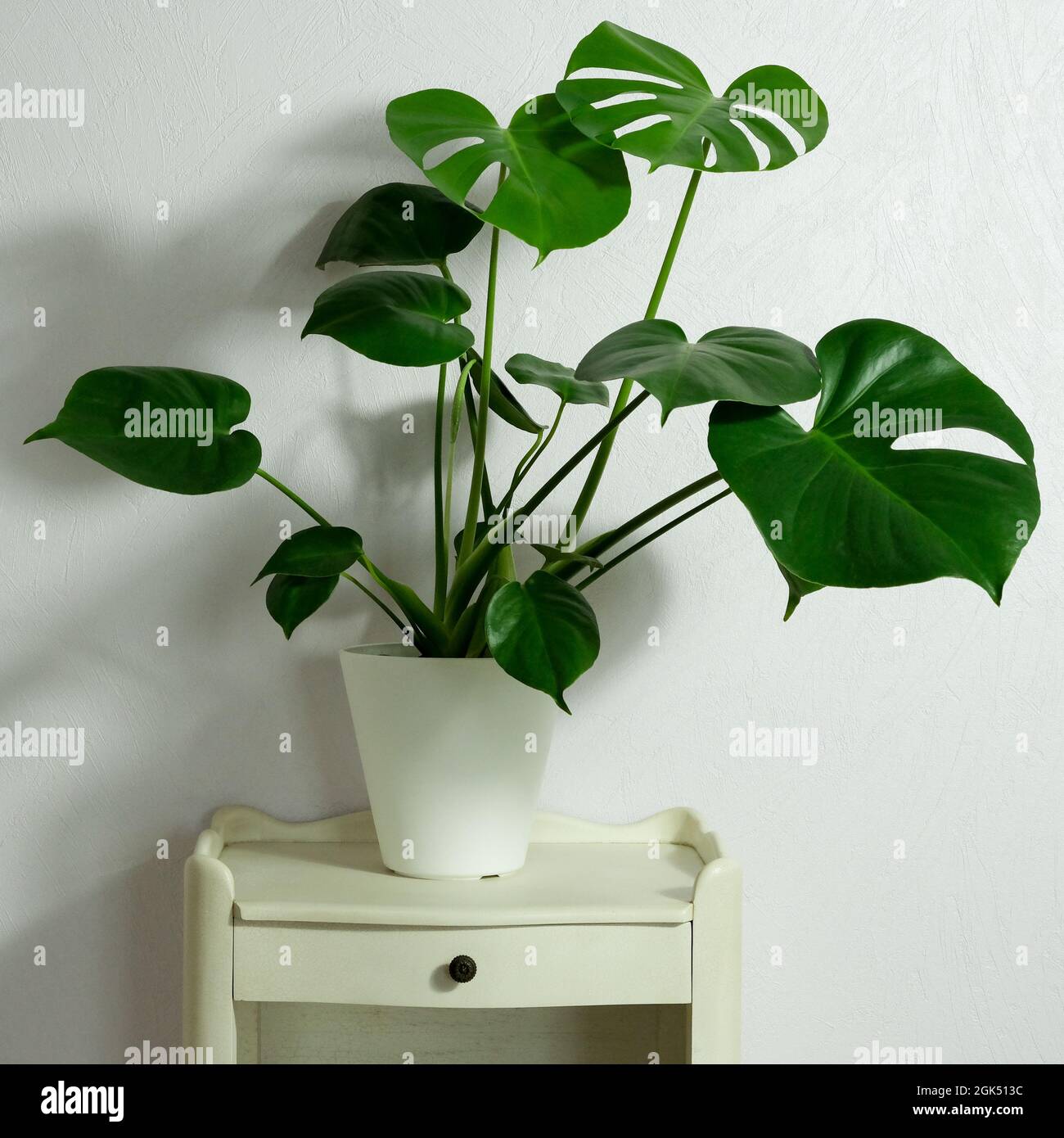 Monstera deliciosa in pentola su sfondo chiaro sul comodino. Home giardinaggio minimalista concetto alla moda. Primo piano. Spazio di copia Foto Stock
