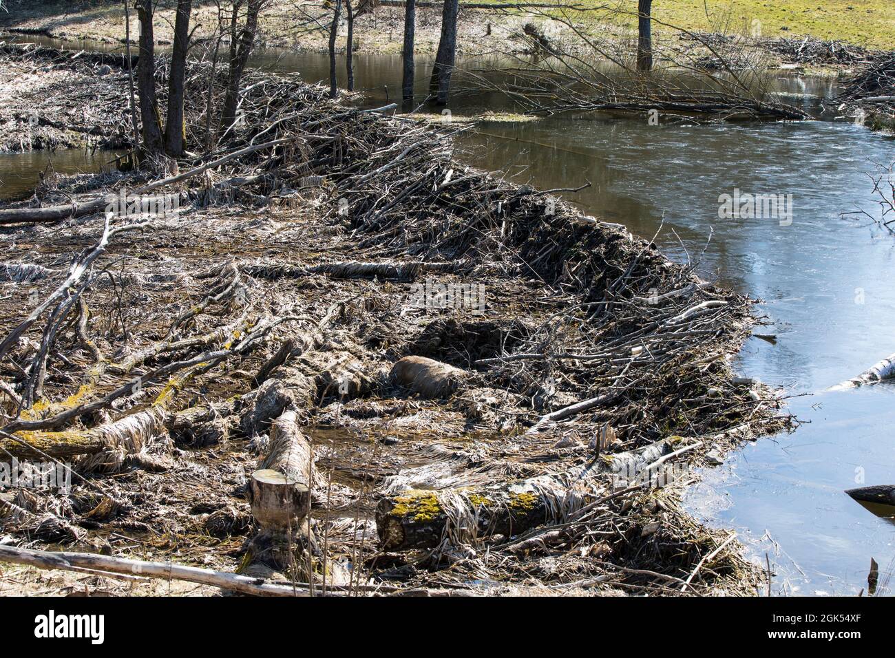 Biberdamm, diga di castoro Foto Stock