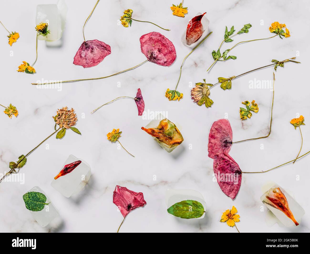 Composizione di fiori secchi e cubetti di ghiaccio con foglie e fiori congelati all'interno, su sfondo marmoreo Foto Stock