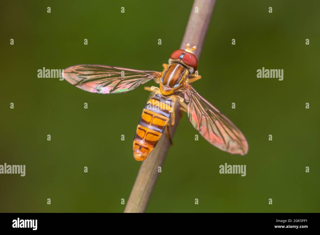 Calligrafo di mais (Toxomerus politus) - maschio Foto Stock