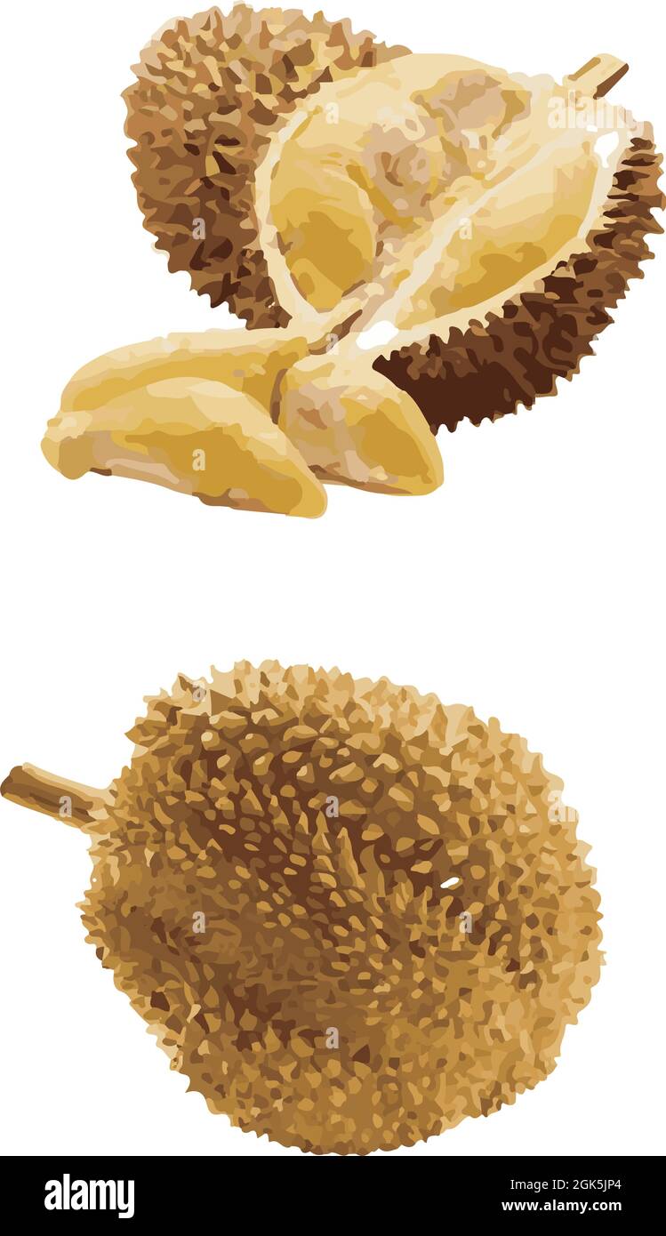 vettore di frutta durian Illustrazione Vettoriale