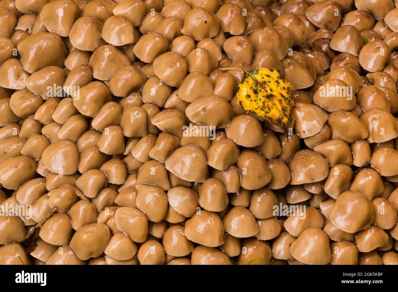 Una foglia di betulla sbarcata sui funghi all'inizio dell'autunno Foto Stock