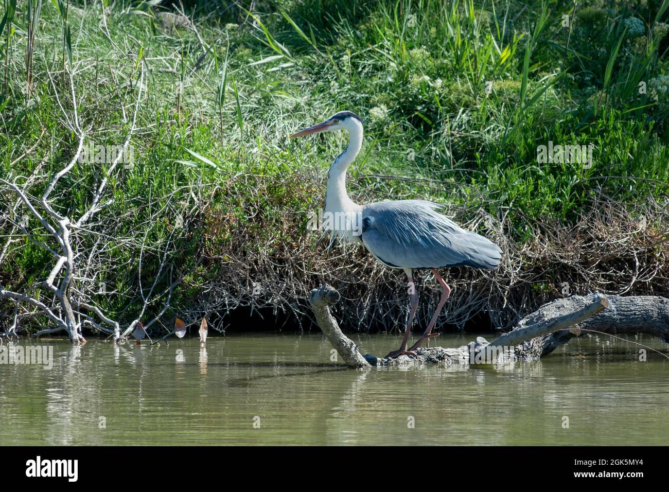 Primo piano di un airone grigio in acqua nel parco nazionale della Camargue, Francia Foto Stock