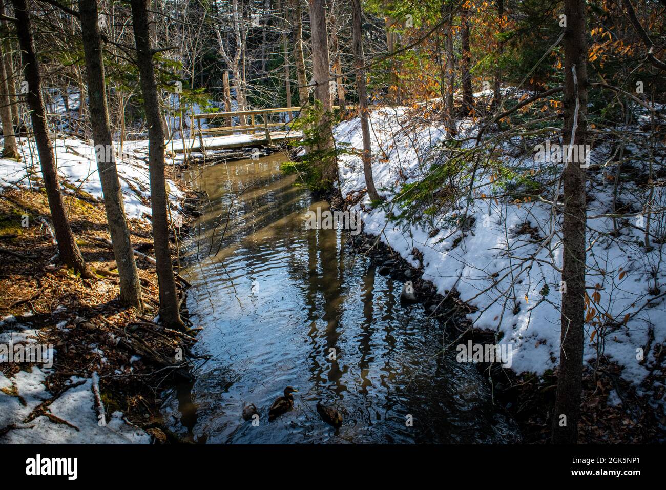 un gruppo di mallardi galleggiano in acqua aperta nel bel mezzo dell'inverno Foto Stock