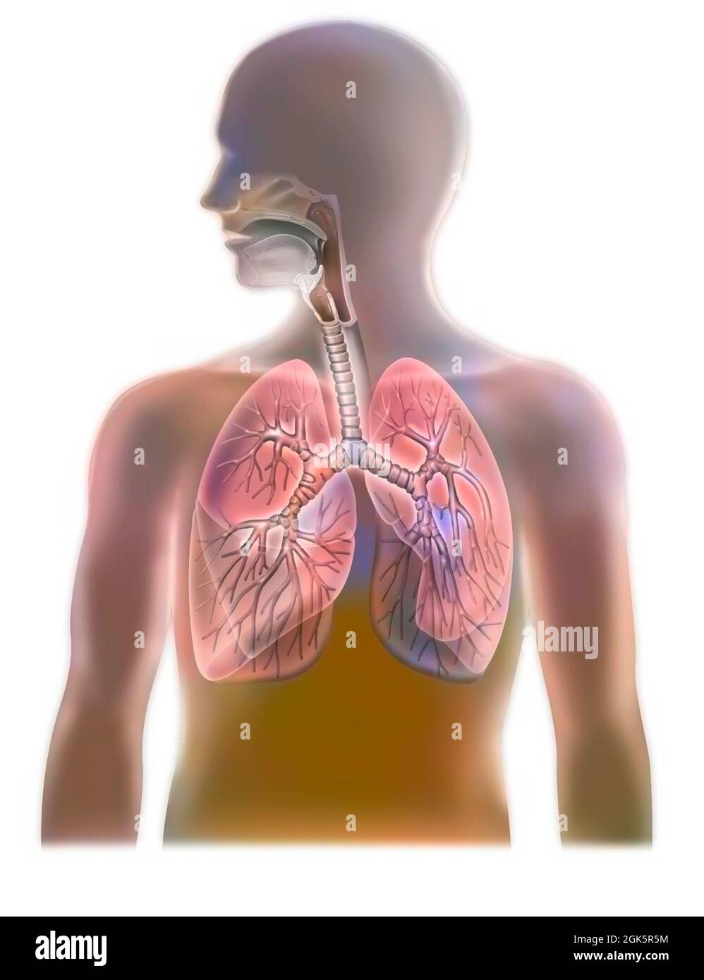 Anatomia delle vie aeree che mostrano la trachea e i polmoni. . Foto Stock