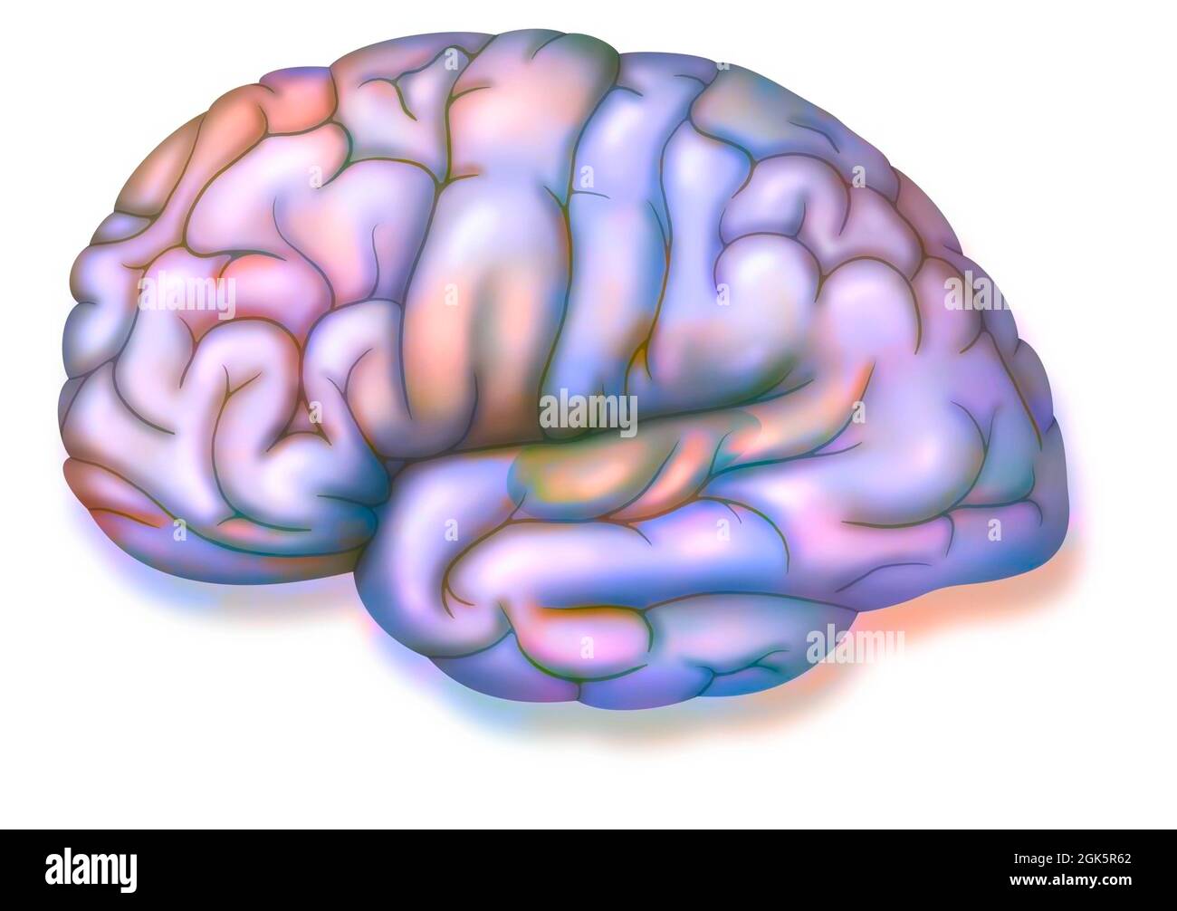 Cervello: Posizione dell'area uditiva nell'emisfero sinistro. Foto Stock