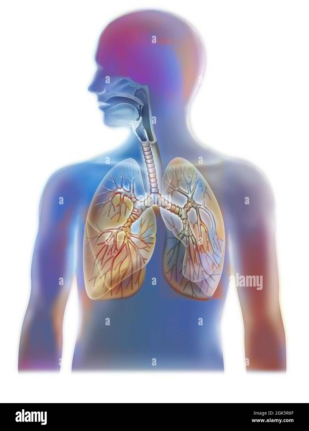 Anatomia delle vie aeree che mostrano la trachea e i polmoni. . Foto Stock