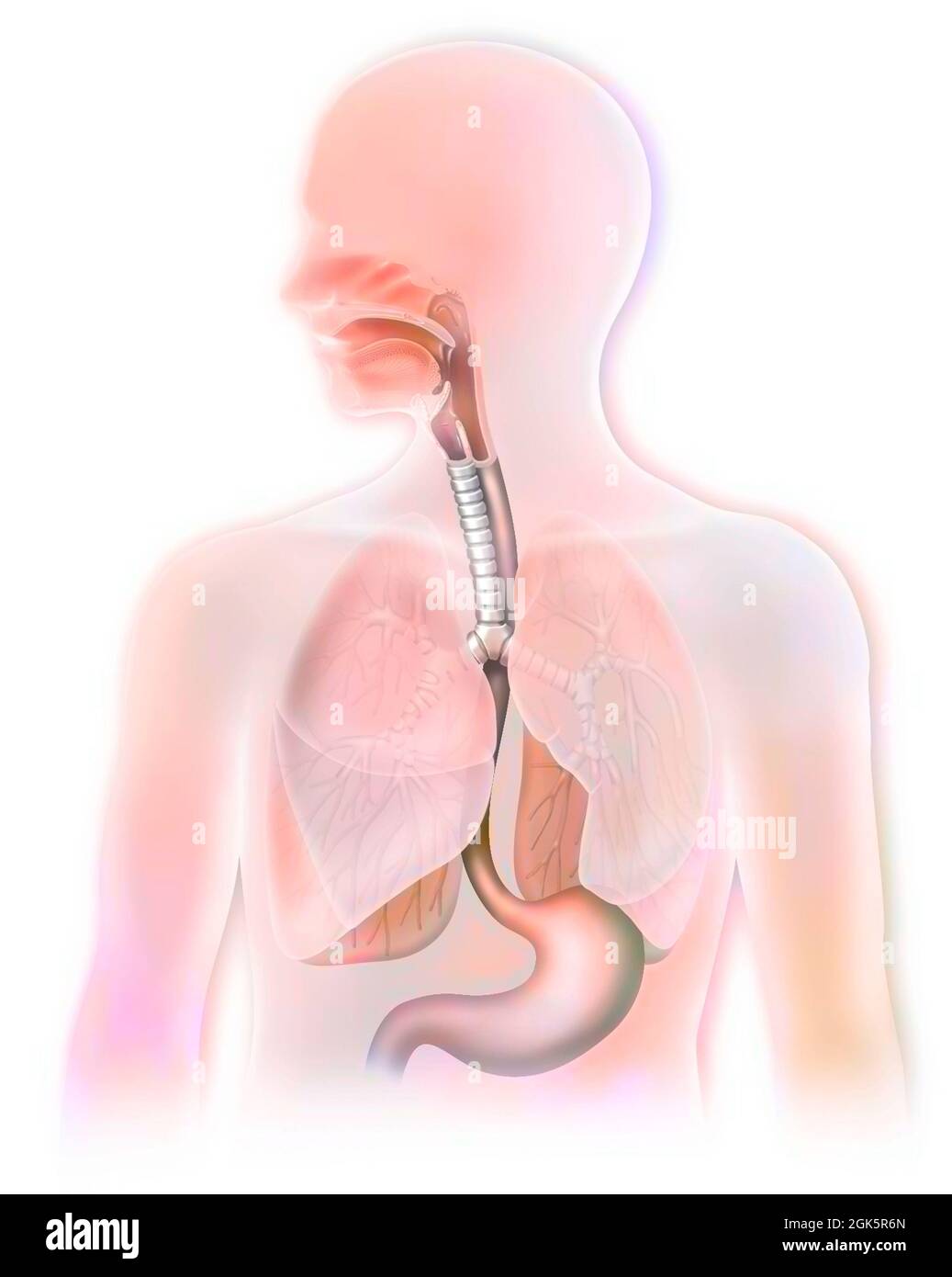 Respiratorio (trachea, polmoni) e digestivo (esofago, stomaco). Foto Stock