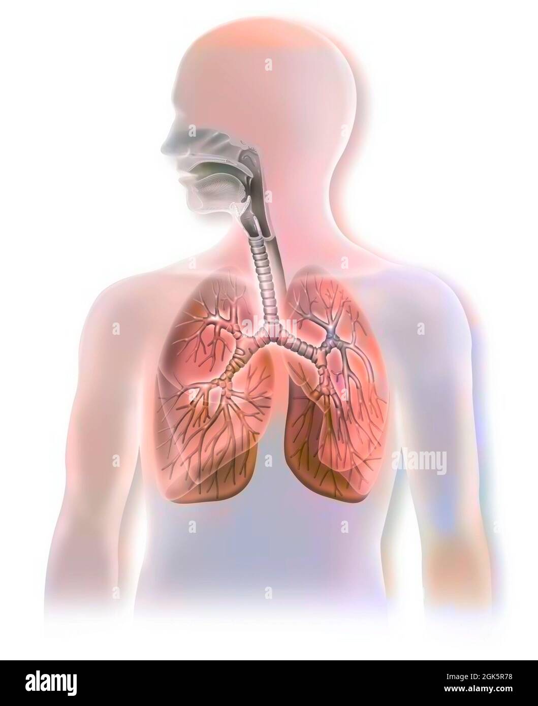 Anatomia delle vie aeree che mostrano la trachea e i polmoni. . Foto Stock