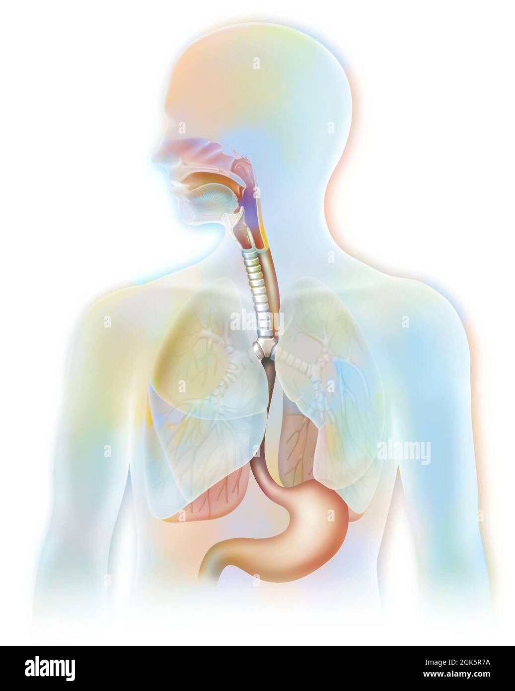 Respiratorio (trachea, polmoni) e digestivo (esofago, stomaco). Foto Stock