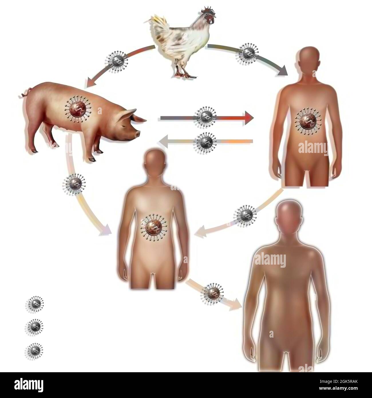 Ricombinazione del virus dell'influenza aviaria e umana con conseguente creazione di un nuovo virus. Foto Stock