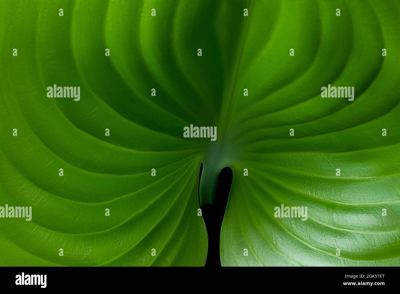 texture di sfondo verde brillante delle foglie, sfondo simmetrico per la grafica, vista closeup Foto Stock