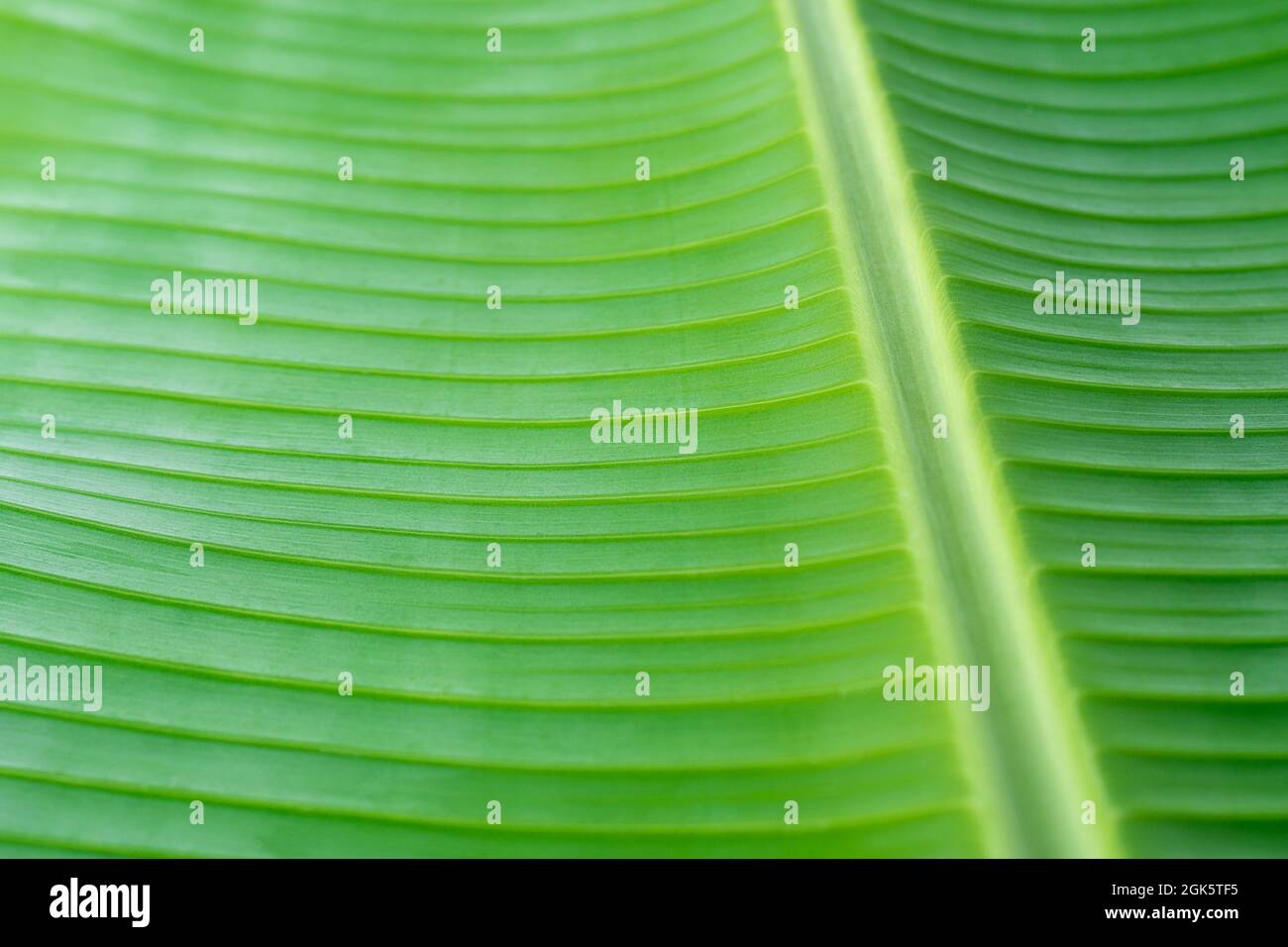 banana foglia sfondo texture, closeup astratto, carta da parati o sfondo per la progettazione grafica, foglia verde preso in profondità di campo poco profonda Foto Stock