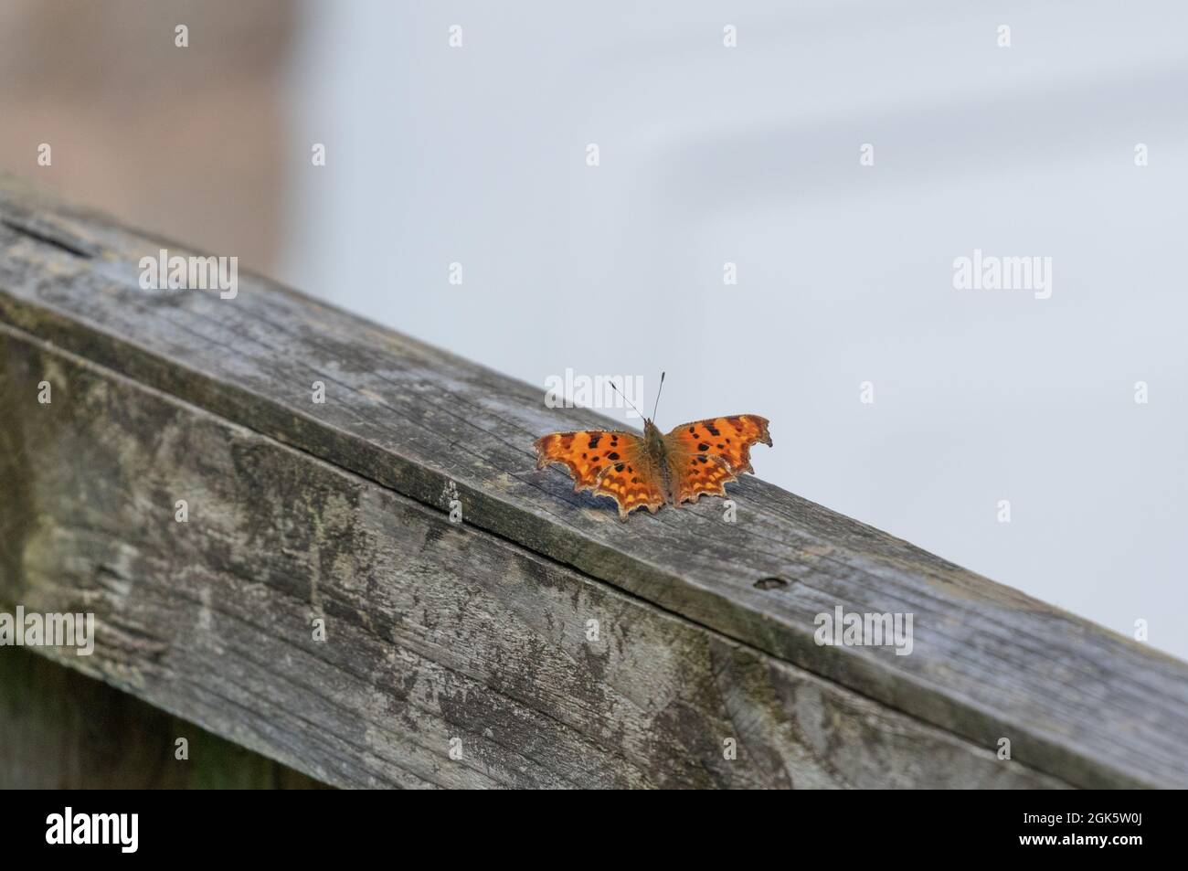 Una farfalla a virgola (UK) su una recinzione in legno nello Yorkshire, Inghilterra. Foto Stock