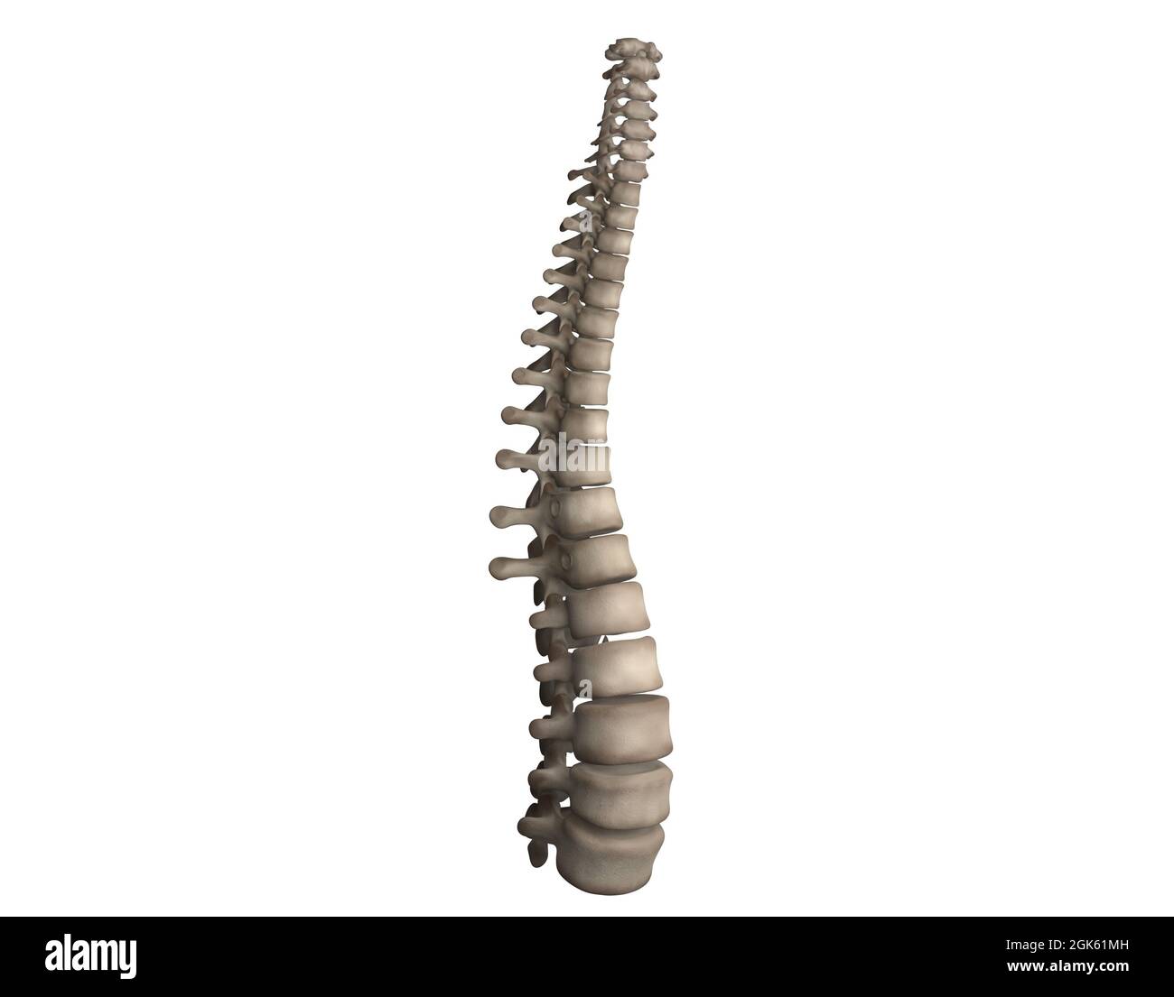 Diagramma della colonna vertebrale comprendente tutte le 24 vertebre Foto Stock
