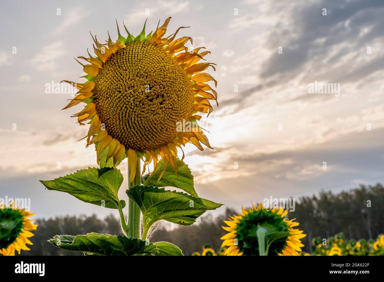 Un girasole viene allontanato dagli altri, alla luce dell'alba Foto Stock