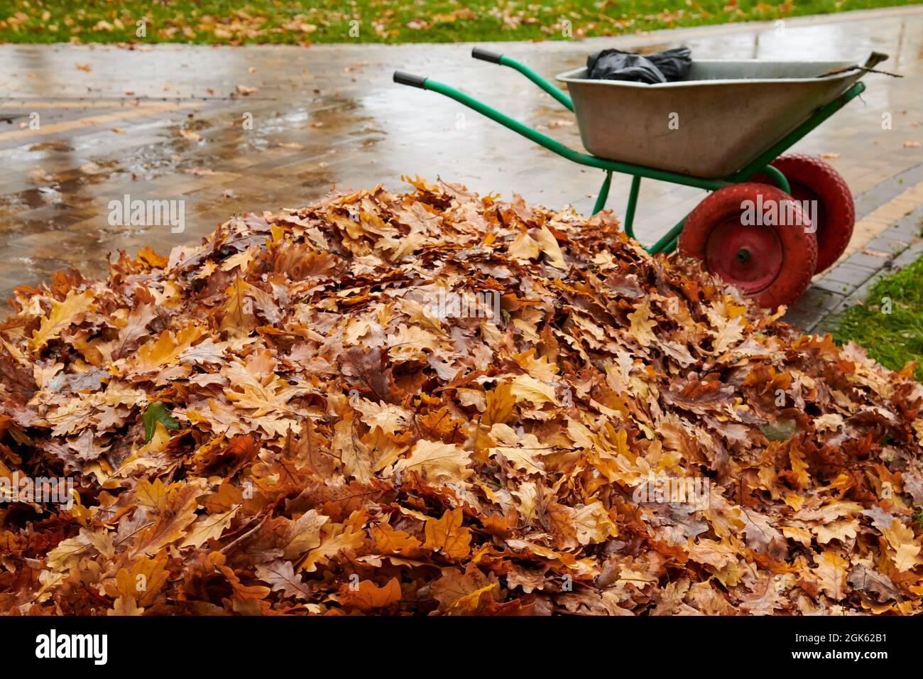 Pulizia delle foglie autunnali nel parco con rastrello da giardino e cart. Un mucchio di foglie gialle dopo la pioggia. Foto Stock