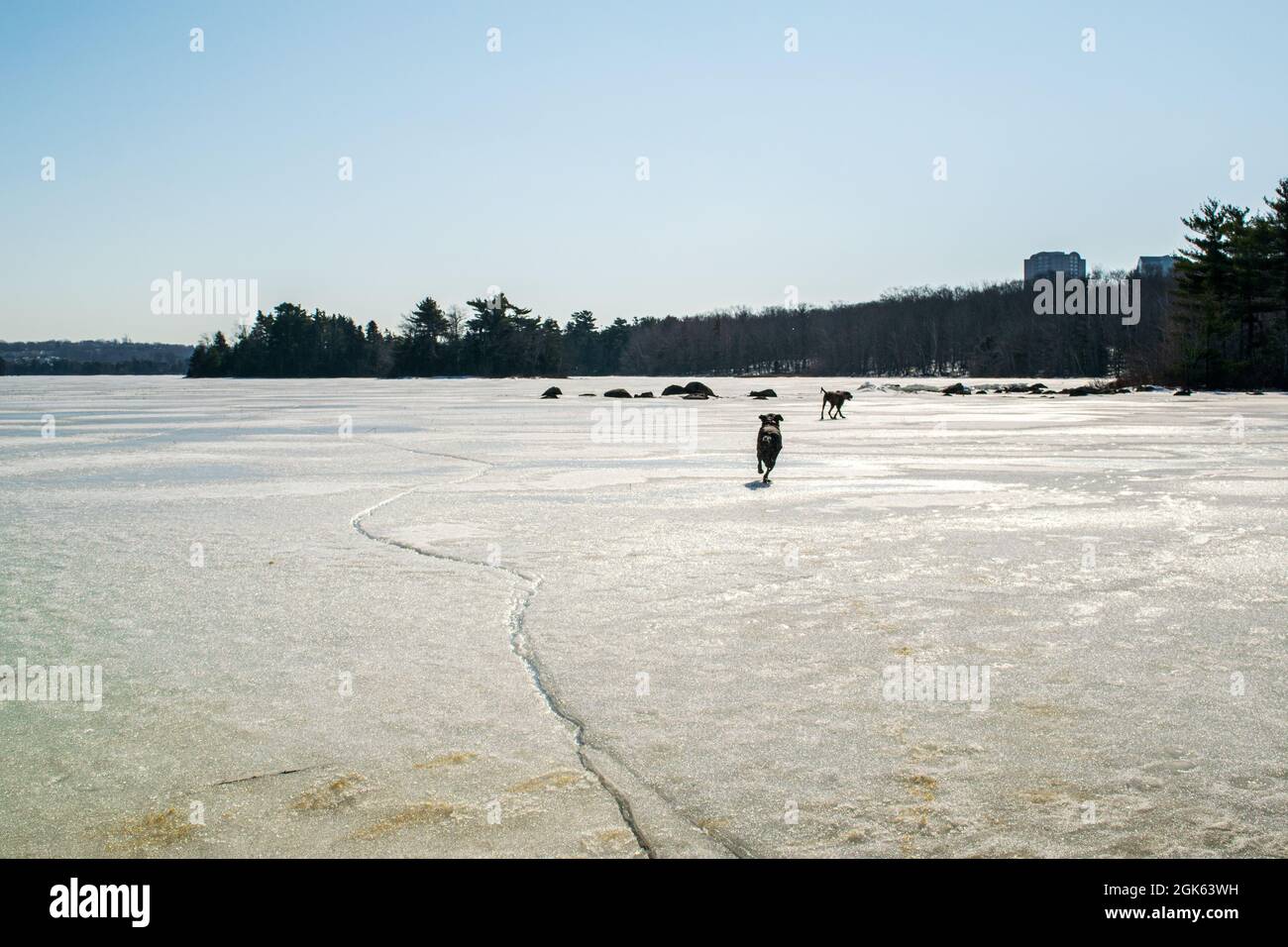 Coppia di cani che girano intorno sul ghiacciato sopra il lago Micmac a metà inverno Foto Stock